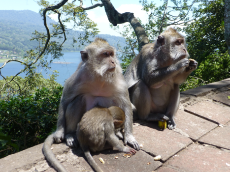 Rondreis Indonesië in vier weken - Selamat datang