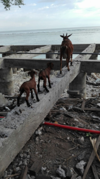 Rondreis Indonesië in vier weken - Goats on the move