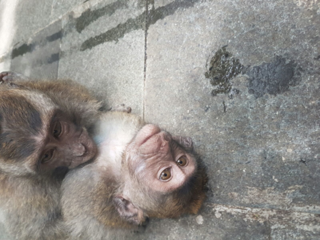 Bali - Friends for ever