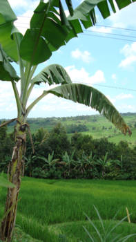 Ubud - Rijst met banaan.