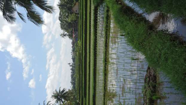 Bali - Rice paddy te