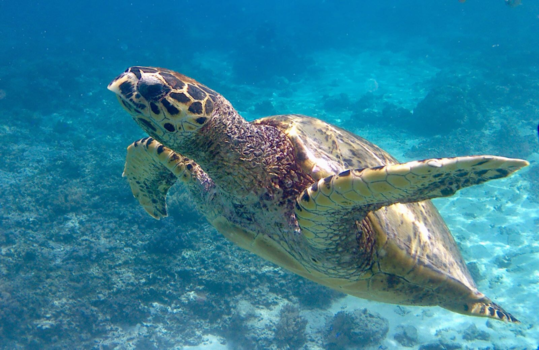 Gili-eilanden - Swimming with a beaty AND (also) a beast
