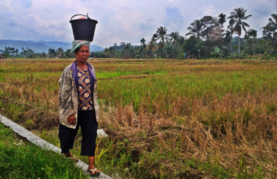 Sumatra - Sumatra in zijn haar pure vorm