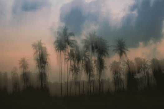 Lombok - Blurry palm
