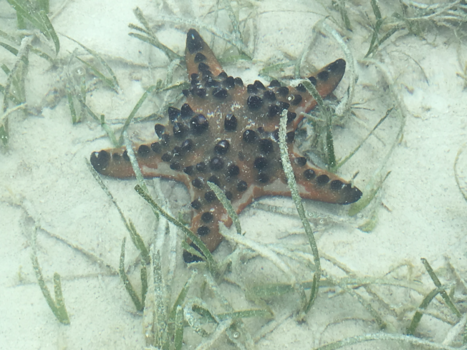 Kei eilanden - Een ster in de zee