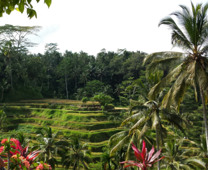 Bali - Tegallalang