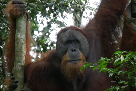 Sumatra - Geweldige trekking door de jungle van Bukit Lawang. Op zoek naar mensaap Orang Oetans