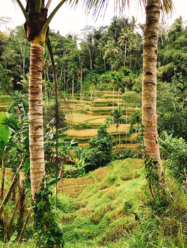 Bali - Onontdekt Sidemen