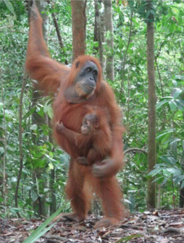 Sumatra - Beauty  van  de jungle