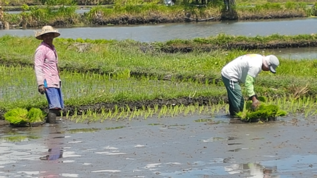 Lovina - Nieuwe rijst planten