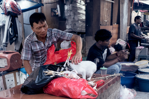 Jakarta - Kippendief