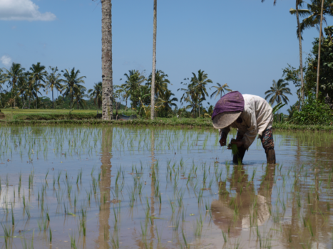 Ubud - Boerin aan het werk op haar rijstveld
