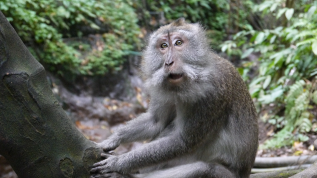 Bali - Makaak aap in Ubud (Bali)