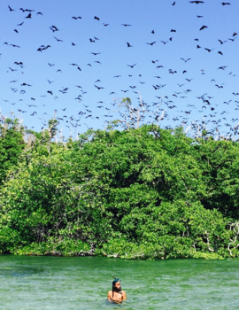 Flores - Flying foxes, Riung islands, best guide of the day