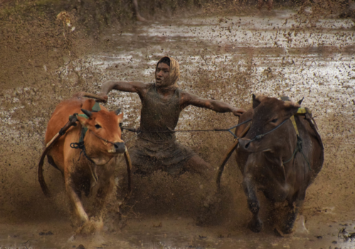 Sumatra - Pacu Jawi | Koeienrace | Sumatra - Indonesië