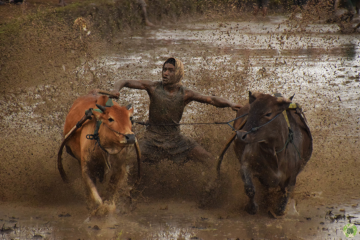 Sumatra - Pacu Jawi - koeienraces