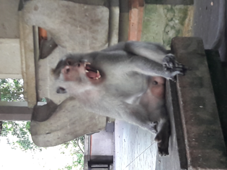 Bali - Monkey forest