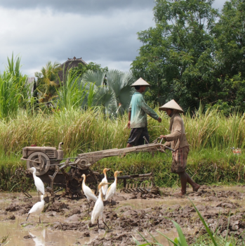 Bali - Harde werkers op het rijstveld