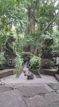 Bali - De weg naar apenfamilies