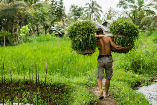 Lombok - Hard werken