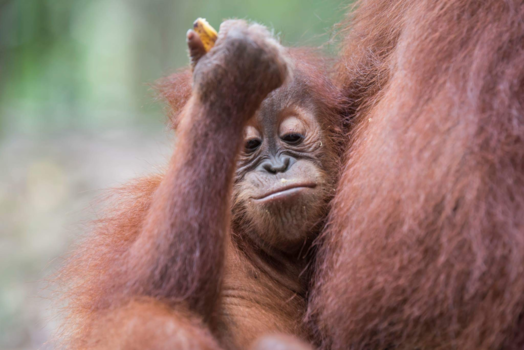 Sumatra - Baby orang-oetan