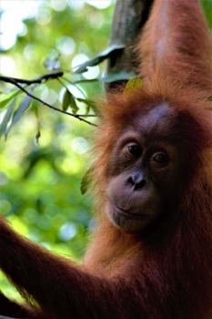 Sumatra - Sumatraanse orang-oetan