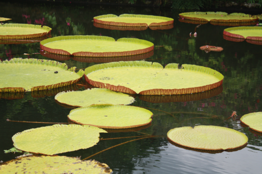 Bali - Verstilde pracht