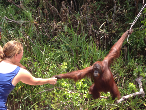 Kalimantan - Shaking hands with a wild Orang Oetan in Borneo