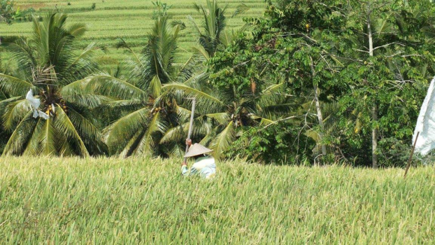 Bali - Rijstvelden van bali
