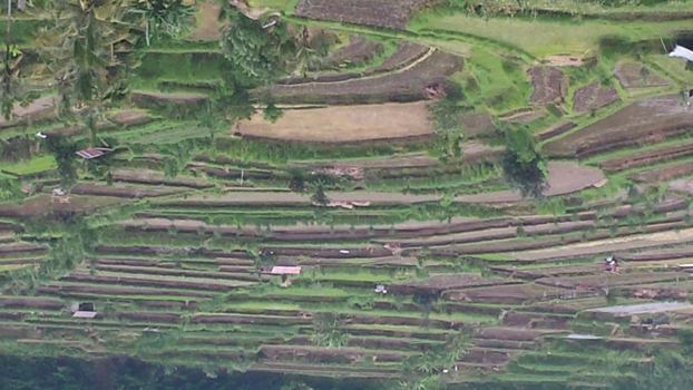 Bali - de mooie rijstvelden van bali