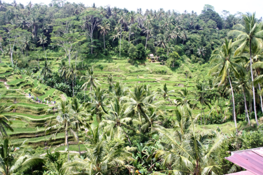 Bali - Rijstvelden