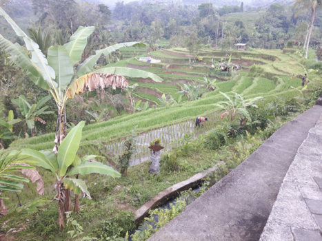 Bali - De mooiste rijstvelden