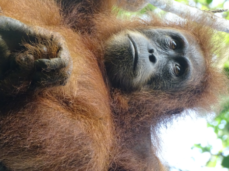 Sumatra - Urang utang