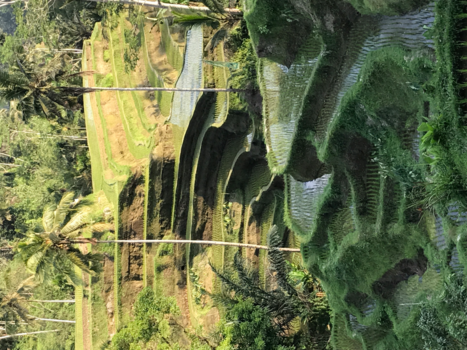 Bali - De rijstvelden op Bali