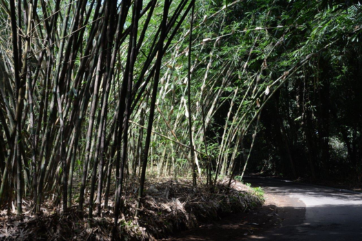 Rondreis Bali & Lombok - Bamboe bossen in de zon