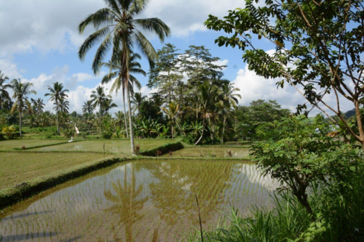 Rondreis Bali & Lombok - Rijst