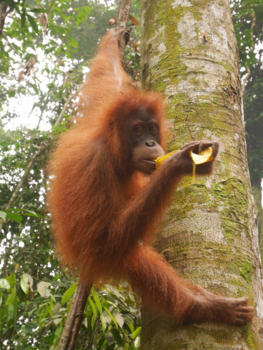 Sumatra - Oerang oetan LOVE