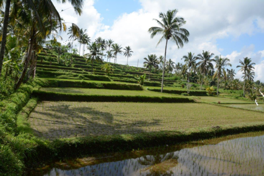 Rondreis Bali & Lombok - Rijst