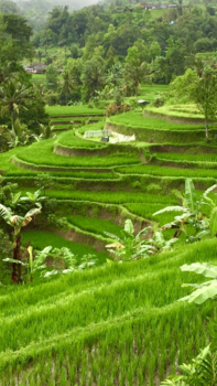 Bali - Rice fields Bali