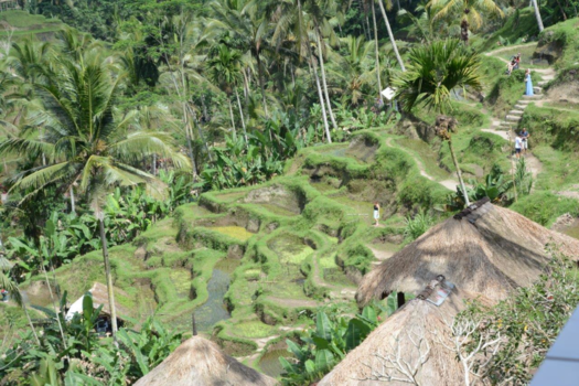 Rondreis Bali & Lombok - Schoonheid van rijstvelden