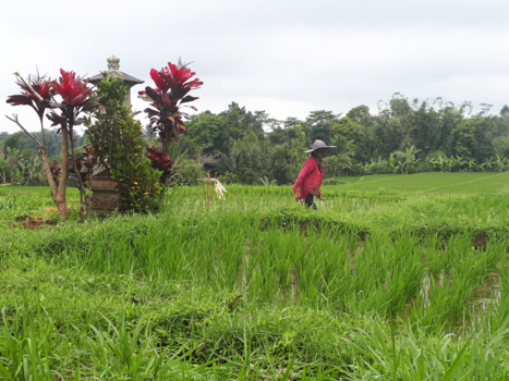 Bali - De prachtige rijstvelden van Bali❤