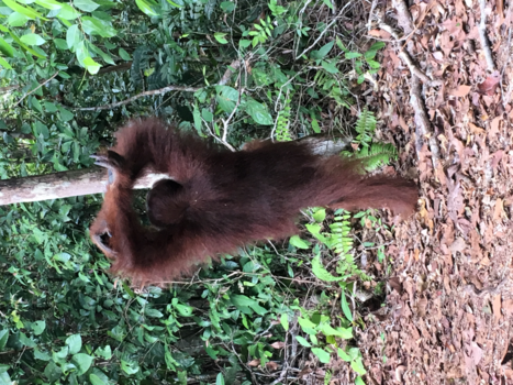 Kalimantan - Orang-oetangs in Tanjung Puting National Park