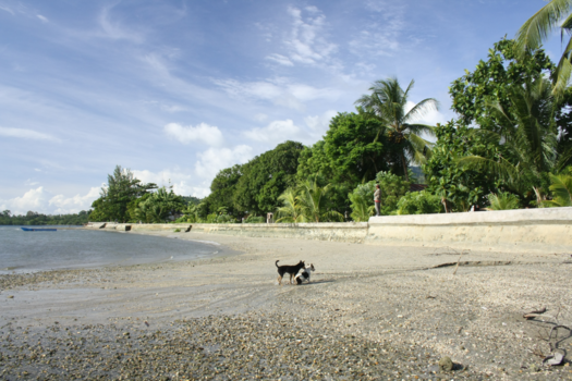Ambon - Lokki Beach two dogs having fun