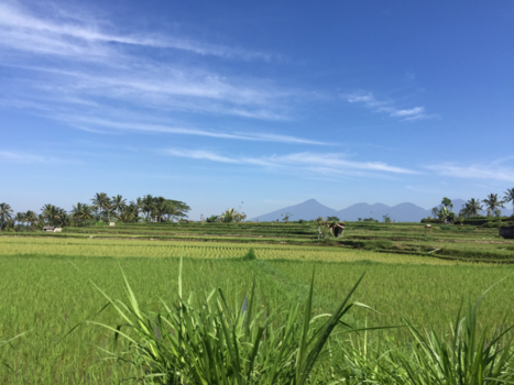 Bali - Rijstvelden Bali