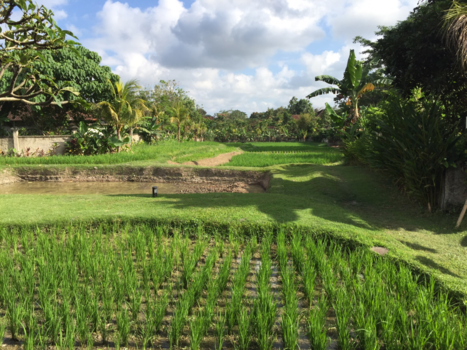 Bali - Rijstvelden