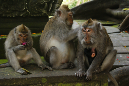 Monkey Forest - Monkey Forest, Ubud, Indonesië