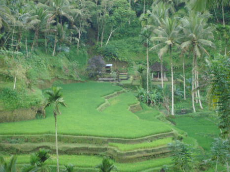 Sanur - Leven midden in de Balinese natuur!!