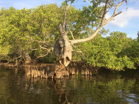 Rondreis Bali - Lugaaan in mangrove