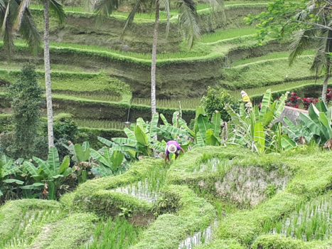 Bali - Rijstveld ubud