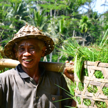 Bali - Another day in the ricefields